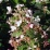 Hydrangea paniculata 'Pink Diamond'.jpg